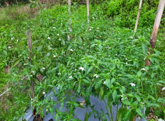 Revolusi Hijau: Kemajuan Semu atau Kemandirian Pangan Sejati?