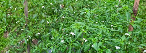 Revolusi Hijau: Kemajuan Semu atau Kemandirian Pangan Sejati?