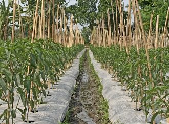 Tips Perempelan Daun Cabai untuk Pemula