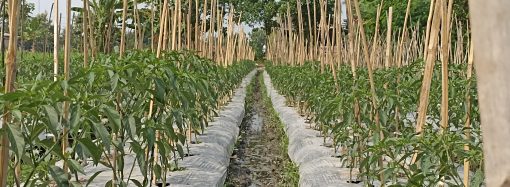 Tips Perempelan Daun Cabai untuk Pemula