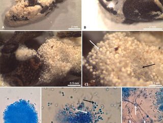 Pemanfaatan Cendawan Beauveria bassiana sebagai Bioinsektisida
