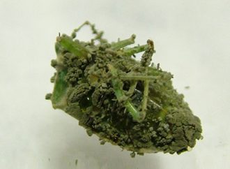 PENGGUNAAN Metarhizium anisopliae SEBAGAI BIOINSEKTISiDA