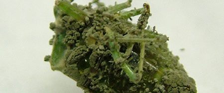 PENGGUNAAN Metarhizium anisopliae SEBAGAI BIOINSEKTISiDA