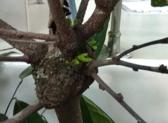 Pengenalan Tipe Gejala dan Tanda Penyakit yang Disebabkan Oleh Bakteri dan Fitoplasma