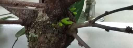 Pengenalan Tipe Gejala dan Tanda Penyakit yang Disebabkan Oleh Bakteri dan Fitoplasma