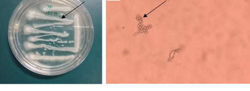 PENGENALAN AGENS HAYATI